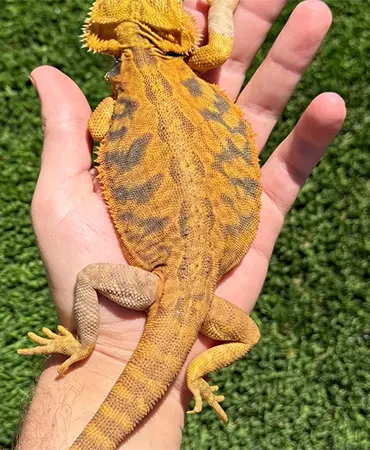 Bearded Dragon