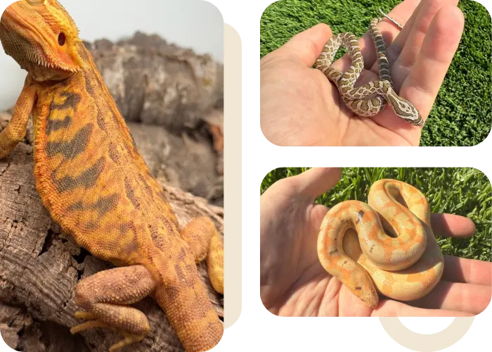 Reptiles